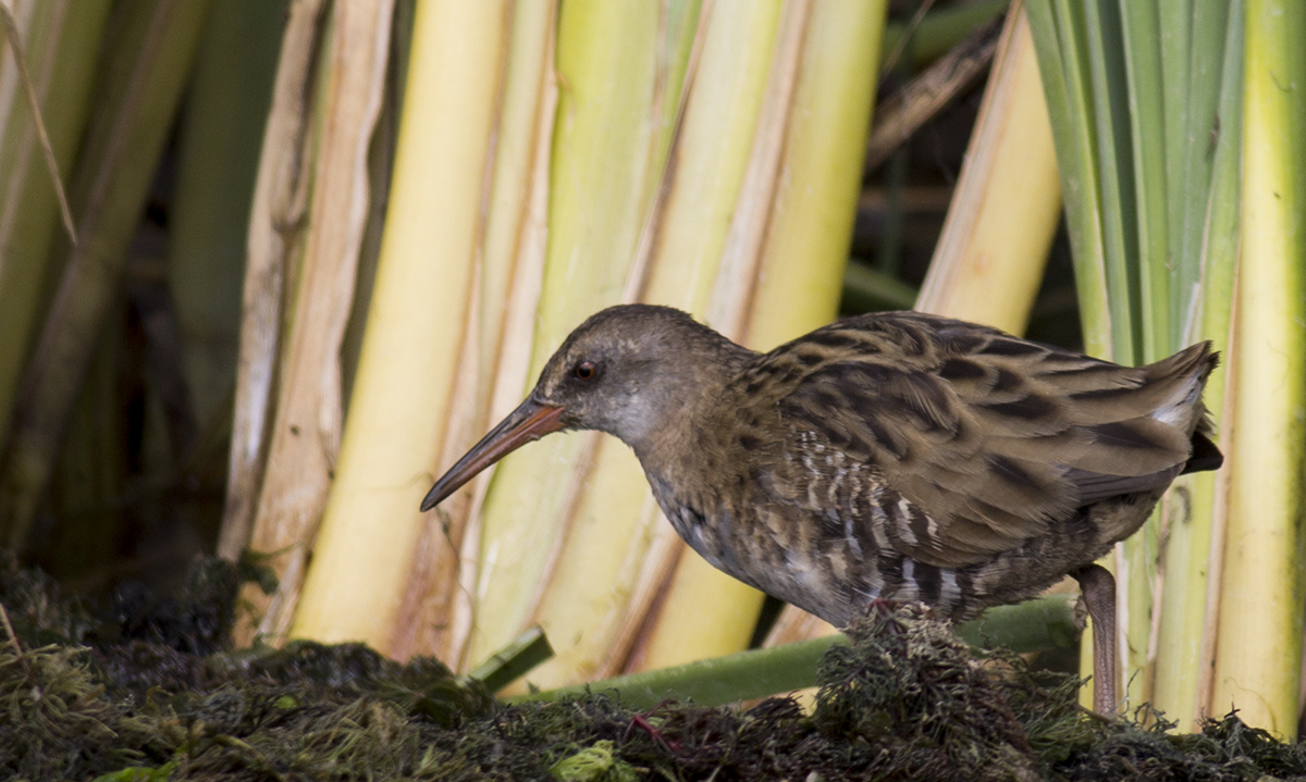Water Rail
